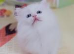 Ivy - Persian Kitten For Sale - 