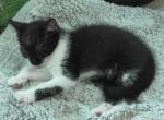 Jessie - Domestic Kitten For Sale - 