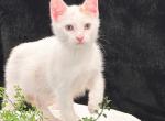 Kargo Link - Domestic Kitten For Adoption - 