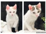 Domestic Kitten Brothers - Domestic Kitten For Adoption - 