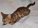 Tim - Bengal Kitten For Sale - Chicago, IL, US