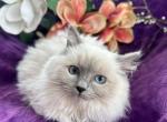 Female Ragdoll Kitten - Ragdoll Kitten For Sale - Knoxville, IA, US