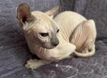 Marcy - Sphynx Kitten For Sale - 