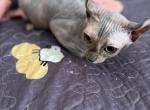 Sofiya - Sphynx Kitten For Sale - 