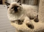 Alistair - Ragdoll Kitten For Sale - 