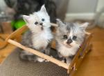 The Frozen Litter - Maine Coon Kitten For Sale - Athens, NY, US