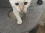 Kittens - Domestic Kitten For Adoption - Vancouver, WA, US