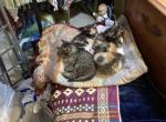 Roman - Domestic Kitten For Sale - 