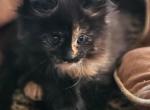 Mynx 2 - Maine Coon Kitten For Sale - 