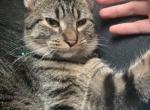 Gatsby - Domestic Cat For Sale - Allendale Charter Township, MI, US