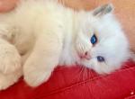 Evan - Ragdoll Kitten For Sale - 