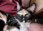 Flame - Domestic Kitten For Sale - 