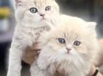 Bengals and British - British Shorthair Kitten For Sale - Des Moines, WA, US