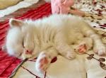 Elizabeth - Ragdoll Kitten For Sale - 