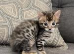 Cashmere Male - Bengal Kitten For Sale - 