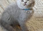 Wilson - British Shorthair Kitten For Sale - New York, NY, US