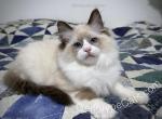 Alexander - Ragdoll Kitten For Sale - Tuscaloosa, AL, US