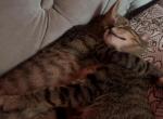 Night - American Shorthair Kitten For Sale - Sunrise, FL, US