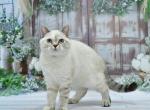 Deizi - British Shorthair Kitten For Sale - 