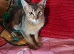 Ruddy BarbieDoll Ready Now - Abyssinian Kitten For Sale - 