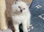 Alvin - Ragdoll Kitten For Sale - 