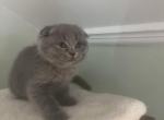 MiniArchik - Scottish Fold Kitten For Sale - 