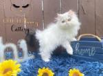 Persian Male - Persian Kitten For Sale - 