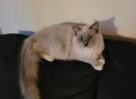 Princess Penelope - Ragdoll Kitten For Sale - 