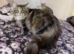 Stella - Siberian Cat For Sale/Retired Breeding - Melbourne, FL, US