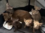 Oriental Shorthair Litter A - Oriental Kitten For Sale - Monument, CO, US