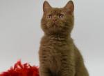 Angel - British Shorthair Kitten For Sale - Houston, TX, US