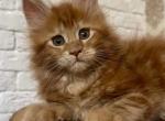 Eve - Maine Coon Kitten For Sale - Houston, TX, US