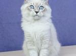 Yasmina - Siberian Kitten For Sale - Houston, TX, US