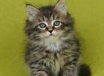 Egorka - Siberian Kitten For Sale - Boston, MA, US