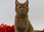 Angel - British Shorthair Kitten For Sale - Gurnee, IL, US