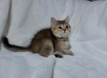 Black golden ticked British shorthair - British Shorthair Kitten For Sale - Athens, GA, US