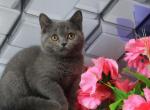 Omeliya - British Shorthair Kitten For Sale - Gurnee, IL, US