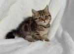 Brown marble British shorthair - British Shorthair Kitten For Sale - Athens, GA, US