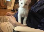 Ivan - Maine Coon Kitten For Sale - Columbia, MO, US