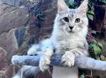 Givanche - Maine Coon Kitten For Sale - Gurnee, IL, US