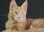 Charles Blue Eyes - Maine Coon Kitten For Sale - Gurnee, IL, US