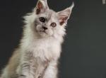 Fergie - Maine Coon Kitten For Sale - Gurnee, IL, US