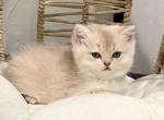 Molly - British Shorthair Kitten For Sale - 