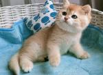 Natan British - British Shorthair Kitten For Sale - Manorville, NY, US