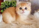 Boris British - British Shorthair Kitten For Sale - Manorville, NY, US