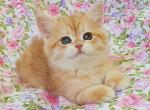 Karamelka British - British Shorthair Kitten For Sale - Manorville, NY, US