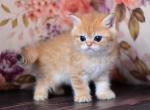 Nikolas British - British Shorthair Kitten For Sale - Manorville, NY, US