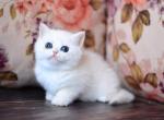 Naomi British - British Shorthair Kitten For Sale - Manorville, NY, US