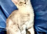 Grey - Maine Coon Kitten For Sale - 