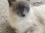 Pepper Potts - Siamese Cat For Adoption - Sevierville, TN, US